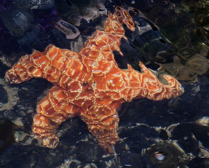 Sea Star 1603.jpg